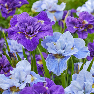 Iris siberian mix multicolor imagine 2