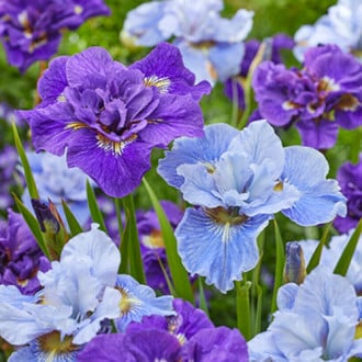 Iris siberian mix multicolor imagine 5