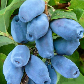 Afin siberian (Boabă de miere) Blueberry imagine 1