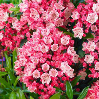Kalmia Pinkobello imagine 1