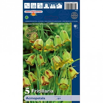 Lalea imperială (Fritillaria) Acmopetala imagine 5