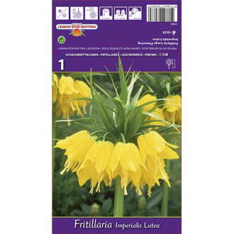 Lalea imperială (Fritillaria) Lutea imagine 1