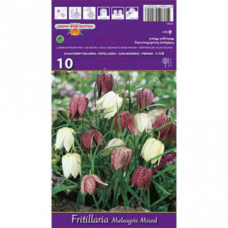 Lalea imperială (Fritillaria) Meleagris mix multicolor imagine 2
