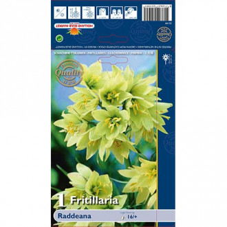 Lalea imperială (Fritillaria) Raddeana imagine 6