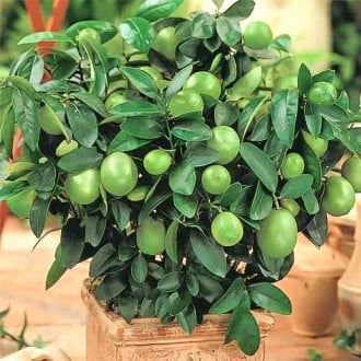 Lămâi verde Mexican Lime imagine 5
