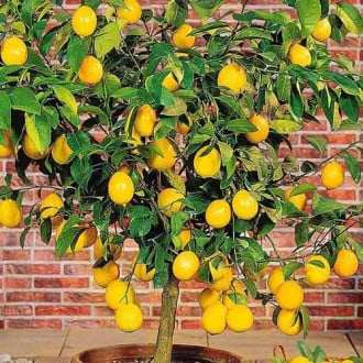 Lămâi Limon Lemon imagine 1