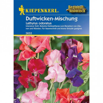 Lathyrus odoratus (Sângele voinicului) Liberty, mix multicolor imagine 6