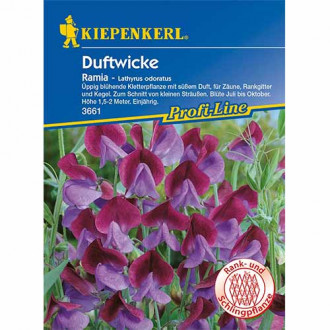 Lathyrus odoratus (Sângele voinicului) Ramia fotografie 10 Lathyrus odoratus (Sângele voinicului) Ramia imagine 10