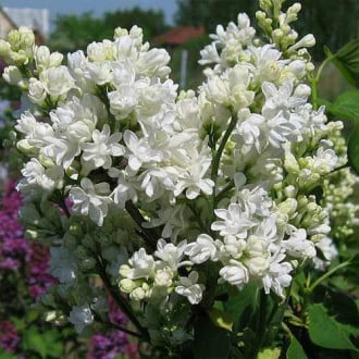 Liliac Mme Lemoine imagine 6
