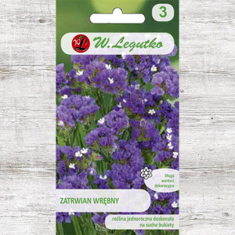 Limonium sinuatum (Sărăturică violet Legutko imagine 1