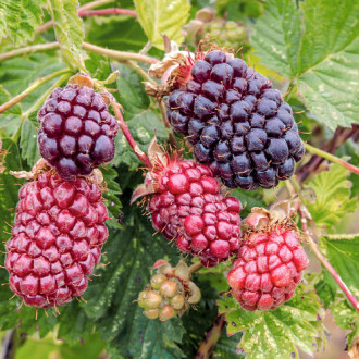Hibrid de mure și zmeură Boysenberry imagine 2
