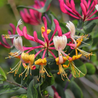 Lonicera periclymenum Belgica Select, С2 imagine 5