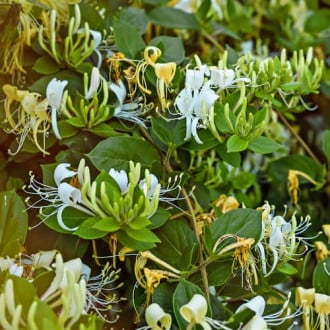Lonicera periclymenum Graham Thomas, С2 imagine 6