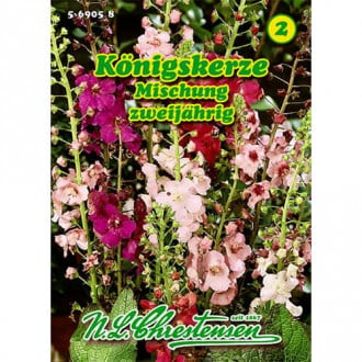 Lumânărică (Verbascum phoeniceum) mix multicolor imagine 1