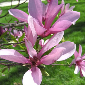 Magnolia Betti imagine 5