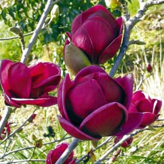 Magnolia Black Tulip imagine 6