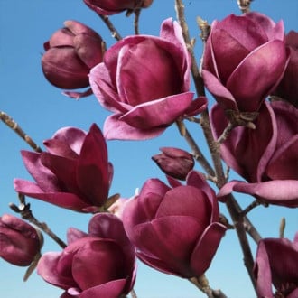 Magnolia Felix Jury, P9 imagine 6