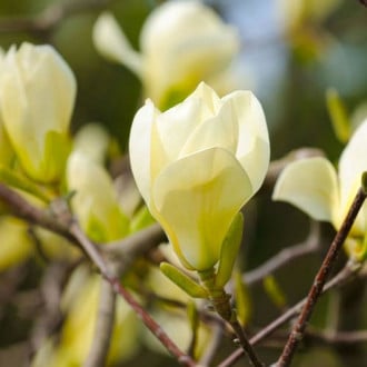 Magnolia Honey Tulip imagine 3
