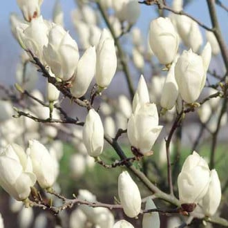 Magnolia Lennei imagine 1