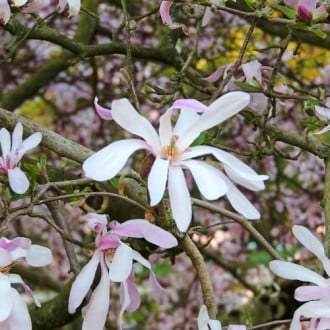 Magnolia Leonard Messel, С2 imagine 6