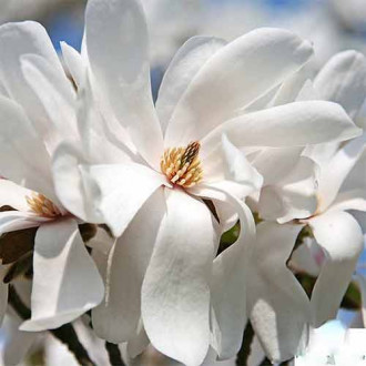 Magnolia Merril imagine 2