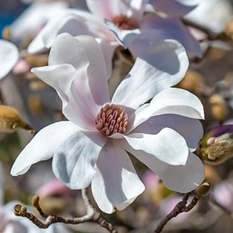Magnolia Merrill, С2 imagine 3