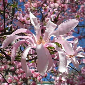 Magnolia Rosea imagine 3