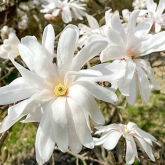 Magnolia Royal Star imagine 6