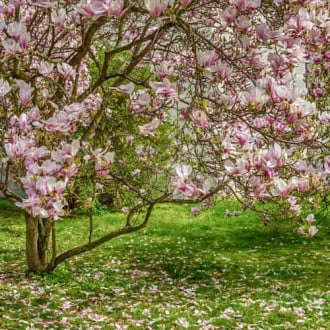 Magnolia Rustica Rubra, С2 imagine 5
