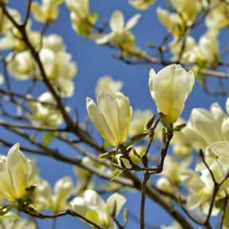 Magnolia Yellow Lantern imagine 4