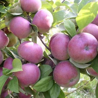 Măr Achat imagine 5