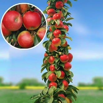 Măr columnar Arbat imagine 4