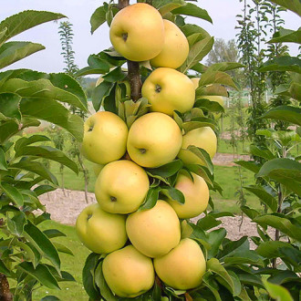 Măr columnar Bolero imagine 3