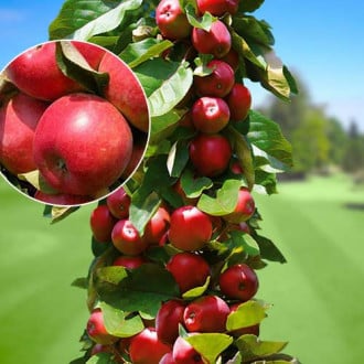 Măr columnar Polka imagine 1