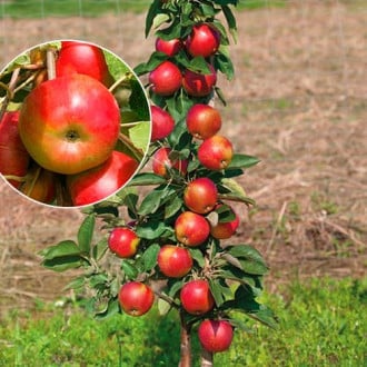 Măr columnar Vesna imagine 1