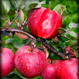 Măr Red Pearl imagine 1