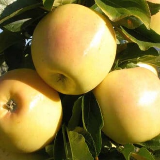 Măr Skeena imagine 2