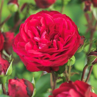 Trandafir floribunda Red Meilove imagine 6