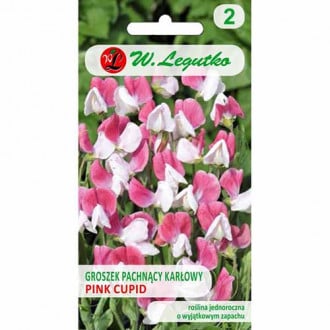 Lathyrus odoratus (Sângele voinicului) Pink Cupid imagine 6