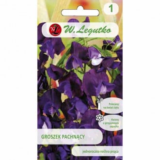 Lathyrus odoratus (Sângele voinicului) violet imagine 2