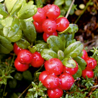 Merișor Big Pearl imagine 8