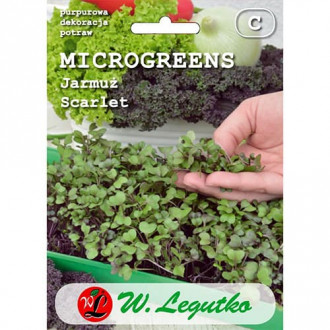 Microplante - Varză kale Scarlet imagine 3