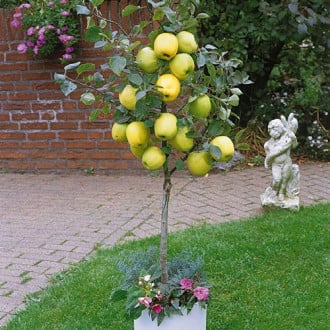 Mini-Măr Garden Delicious imagine 5