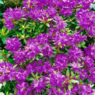 Rhododendron Blue Silver imagine 8