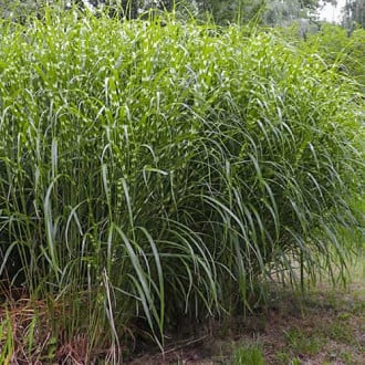 Miscanthus sinensis Little Zebra, С2 imagine 5