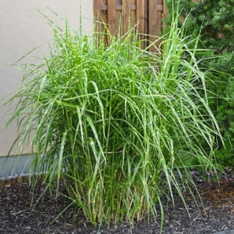 Miscanthus sinensis Strictus Dwarf, С2 imagine 6