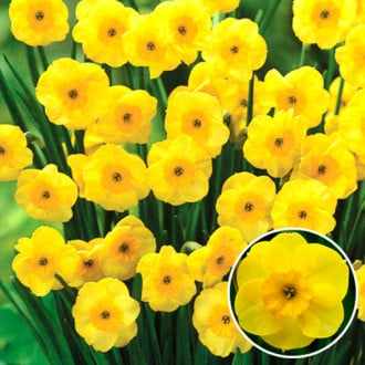Narcise Sun Disc imagine 1