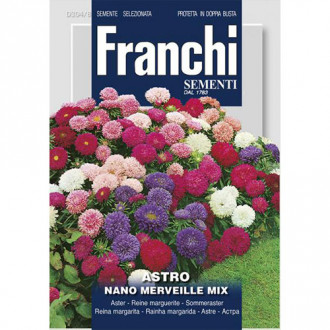 Ochiul boului pitic Minune, mix multicolor imagine 5