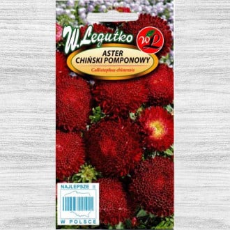 Ochiul boului pompon roșu fotografie 11 Ochiul boului pompon roșu imagine 11