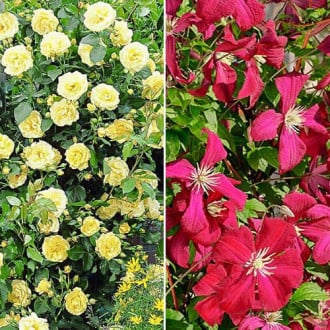 Ofertă specială! Duo de trandafir și clematis Summer Spray, set de 2 soiuri imagine 2